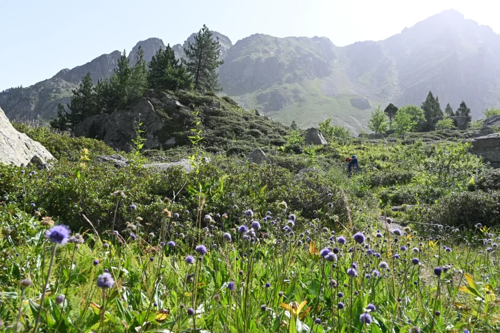 Colorfull field in the mountains